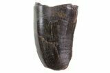 Tyrannosaur (Nanotyrannus) Tooth - Feeding Worn #74141-1